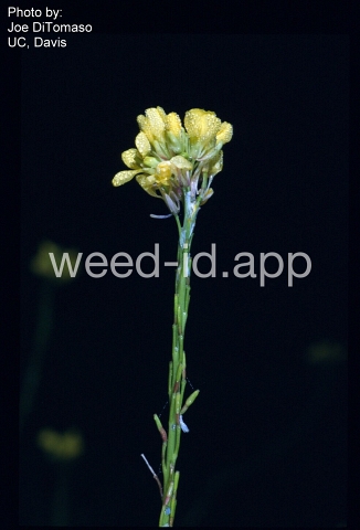 mustard, shortpod